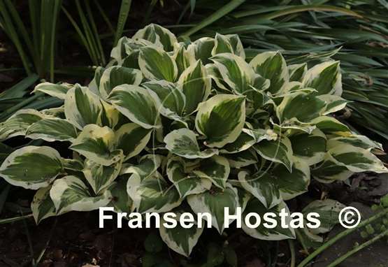 Hosta Diamonds are Forever